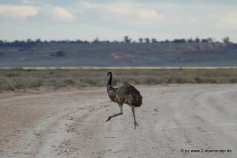 Emus im Mungo NP_04
