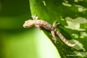 Kleiner Gecko auf Blatt_09