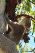 Koala auf Magnetic Island_012