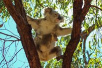 Koala auf Magnetic Island_109