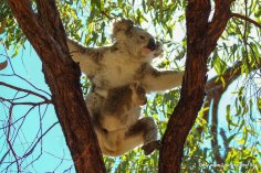 Koala auf Magnetic Island_109