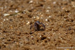 Krabben auf Phillip Island_01