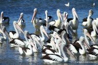 Pelikane im Coorong NP_15