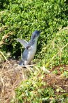 Pinguin auf Phillip Island_21