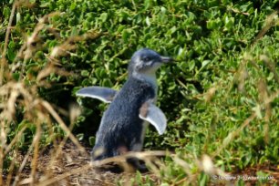 Pinguin auf Phillip Island_41