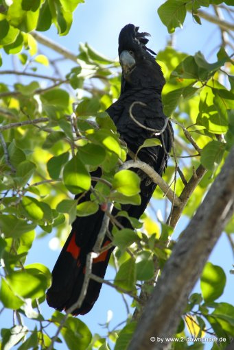 Rotschwanz-Kakadu in Kununurra_38