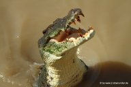 Salzwasserkrokodil im Adelaide River bei der Jumping Crocodile Tour_11