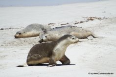 Seelöwen an der Seal Bay_060-001