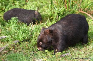 Wombats im Wilsons Promontory NP_22