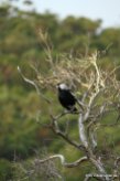 Flötenvogel (Australien Magpie)