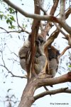 Koala_052