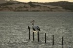 Pelikane im Coorong NP (3)