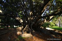 Alter Riesen-Ficus