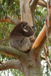 Koalas im Yanchep NP