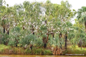 Kakadus in den Bäumen