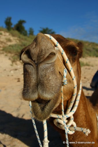 Kamel am Vable Beach (4)