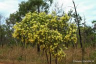 Blühender Baum im Kakadu NP