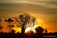 Boab-Baum im Sonnenaufgang_25