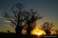 Boab-Bäume bei Sonnenuntergang in den Kimberleys_12_1