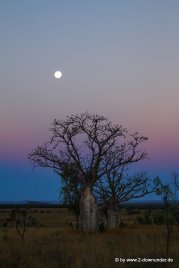 Boab-Bäume bei Sonnenuntergang in den Kimberleys_3