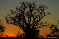 Boab-Bäume bei Sonnenuntergang in den Kimberleys_33_1