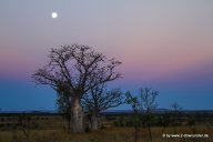 Boab-Bäume bei Sonnenuntergang in den Kimberleys_4