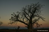 Boab-Bäume bei Sonnenuntergang in den Kimberleys_67_1-Bearbeitet