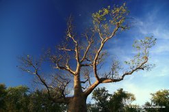 Boab-Tree in den Kimberleys_8