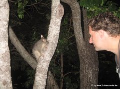 Falk und Possum in Darwin