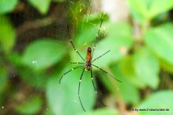 Golden Orb Spider bei den Wangi Falls im Litchfield NP