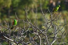 Grüne Papageien unterwegs (2)