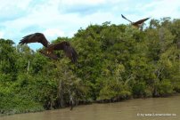 Greifvögel bei der Jumping Crocodile Tour auf dem Adelaide River (6)