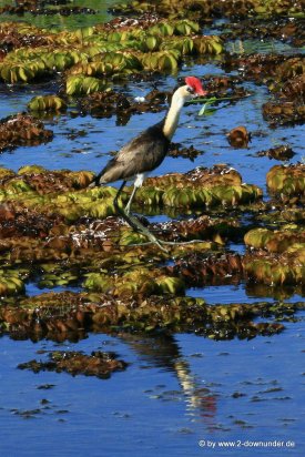 Kleiner Vogel am Yellow Water im Kakadu NP