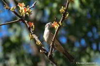 Nektarfressender Vogel im Kakadu NP