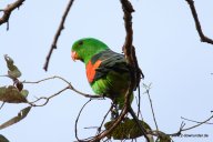 Papagei im Katherine Gorge NP, Edith Falls (2)