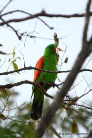 Papagei im Katherine Gorge NP, Edith Falls