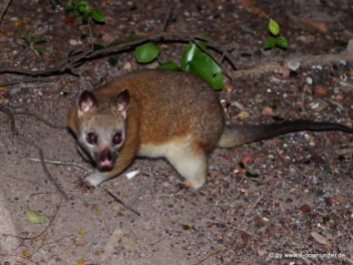 Possum in Darwin
