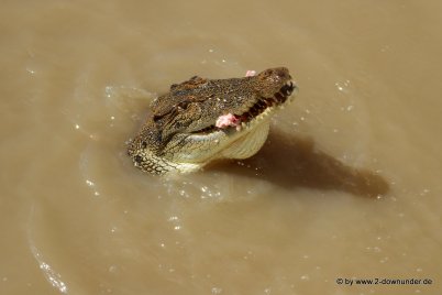 Salzwasserkrokodil im Adelaide River bei der Jumping Crocodile Tour (10)
