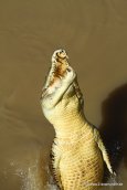 Salzwasserkrokodil im Adelaide River bei der Jumping Crocodile Tour (11)