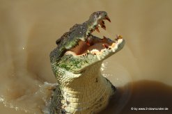Salzwasserkrokodil im Adelaide River bei der Jumping Crocodile Tour (6)