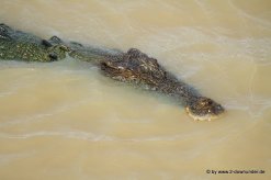 Salzwasserkrokodil im Adelaide River bei der Jumping Crocodile Tour (8)