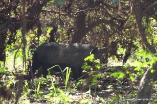 Wildschwein am Ufer des Yellow Water im Kakadu NP
