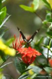 Großer Schmetterling auf Cape York (1)