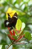 Großer Schmetterling auf Cape York (2)