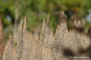 Kompasstermitenhaufen unterwegs (1)