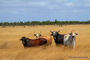 Rinder unterwegs auf Cape York im Lakefield NP