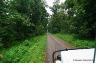 Straße im Regenwald