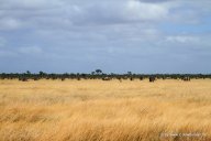 Termitenlandschaft auf Cape York im Lakefield NP