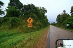 Vorsicht Baumkängurus-Schild im Tableland