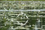 Wasservogel im Lakefield NP auf Cape York